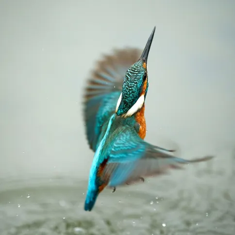 sony_70200mm_GM_mkii5.jpg