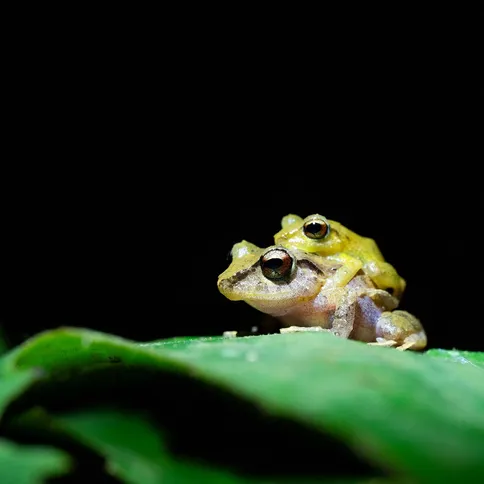 tamron-90mm-frog.jpg