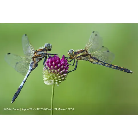 sel70200g2-sample-2.jpg