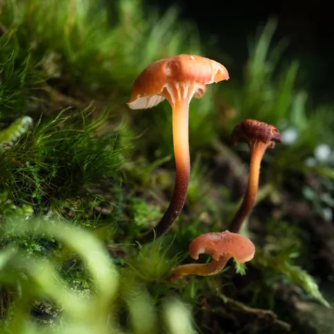 tamron-90mm-fungi.jpg