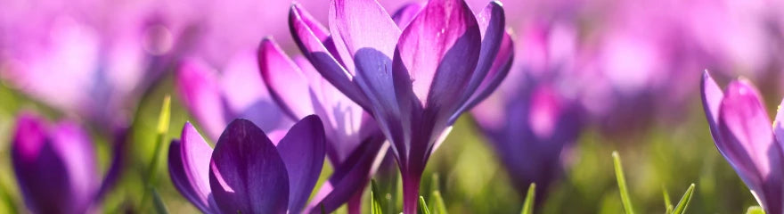 The best locations for spring photography