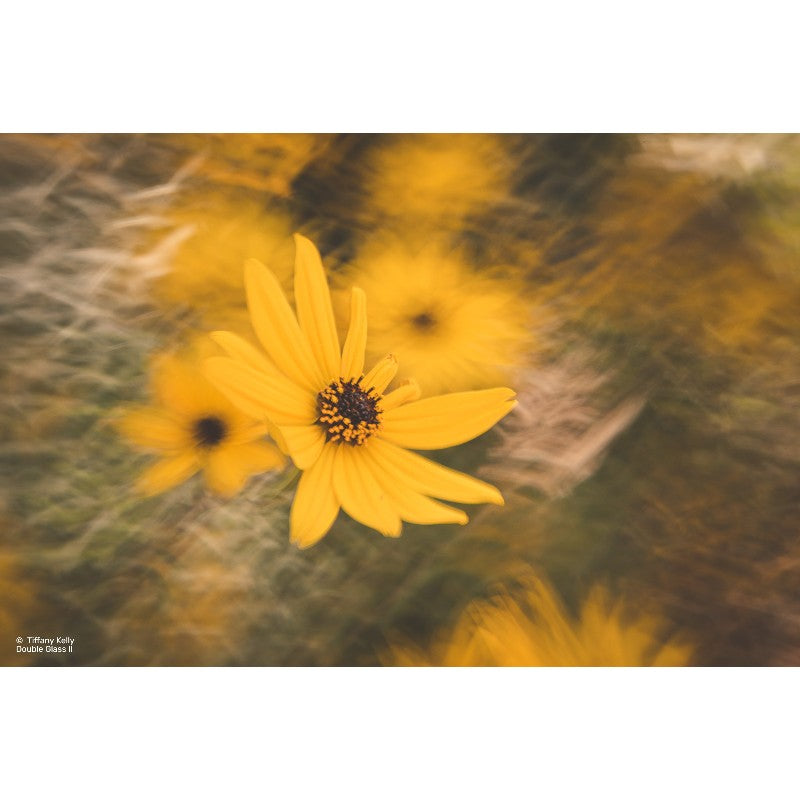 Lensbaby Composer Pro II w/ Doble Glass II para Sony E