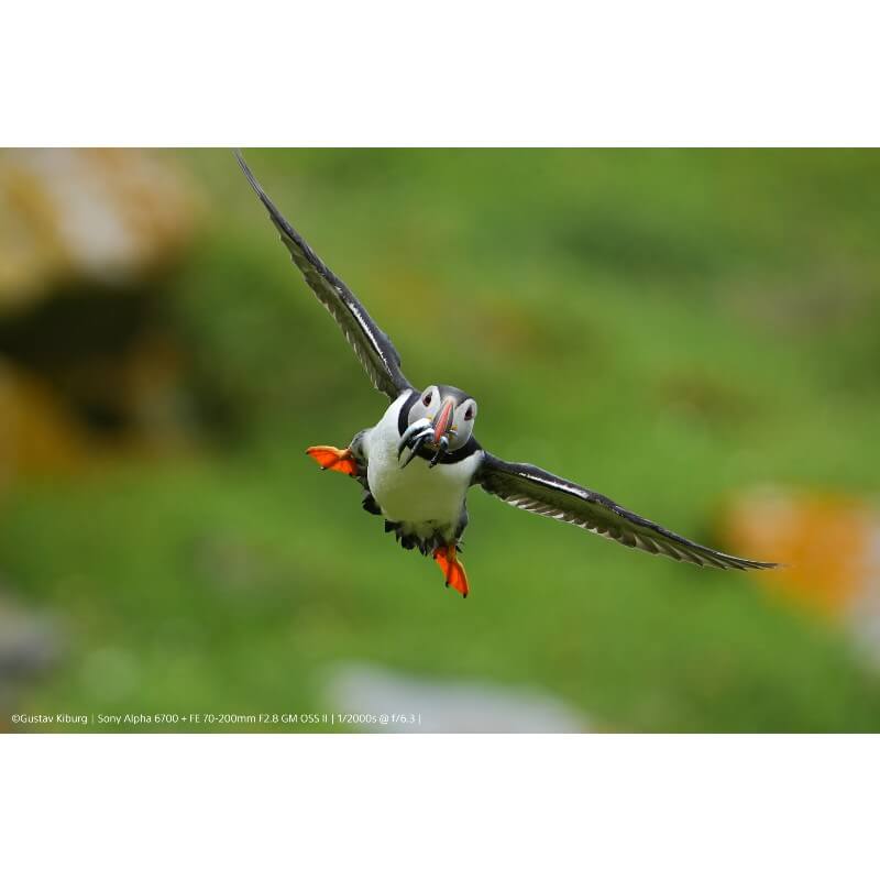 Sony A6700 Corpo