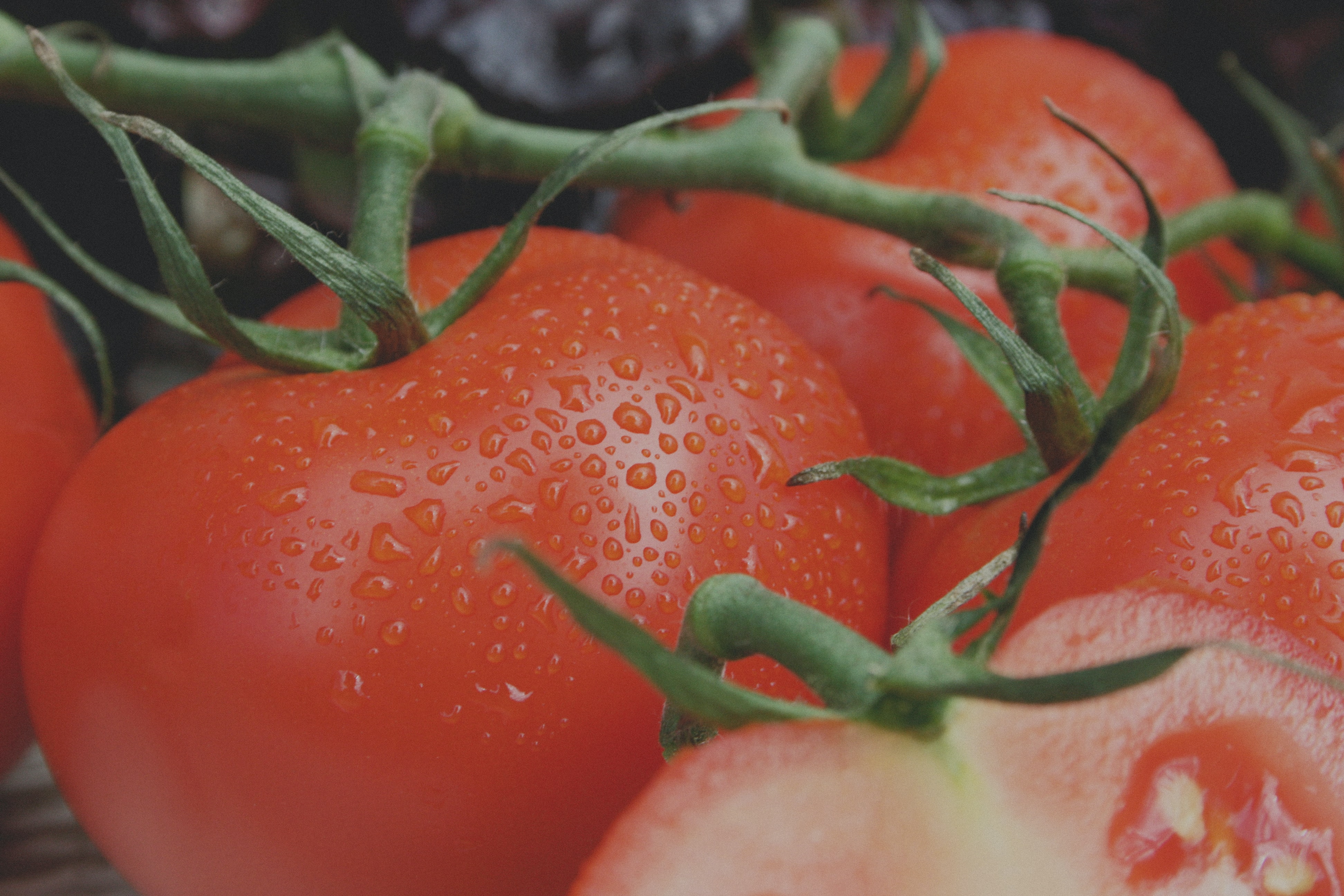 close-up tomaat